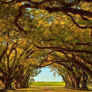Louisiana Tunnel Of Oaks by Adam Jewell Louisiana Tunnel Of Oaks by Adam Jewell