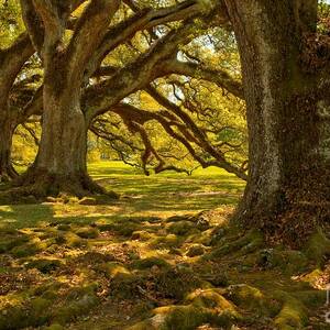 Majestic Louisiana Oaks by Adam Jewell Majestic Louisiana Oaks by Adam Jewell