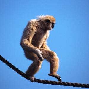 Monkey Walking On Rope by John Foxx Monkey Walking On Rope by John Foxx