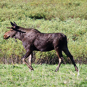 Moose by Crystal Wightman Moose by Crystal Wightman