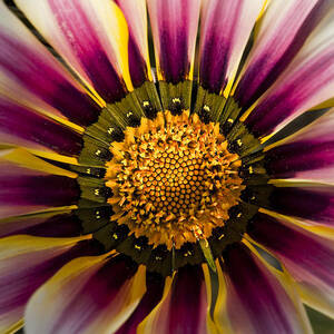 Natures Artwork by Kelley King