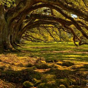 Oak Alley Endless Oaks by Adam Jewell Oak Alley Endless Oaks by Adam Jewell
