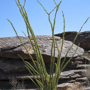 Ocotillo of Desert Southwest by Kelley King