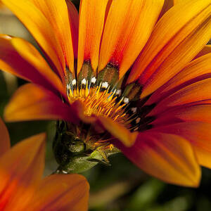 Orange Flower Print by Kelley King