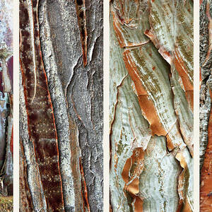 Palm Tree Abstract by Jessica Jenney