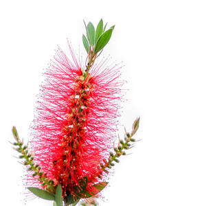 Red Bottle Brush Against An Overcast Sky by Debra Martz Red Bottle Brush Against An Overcast Sky by Debra Martz