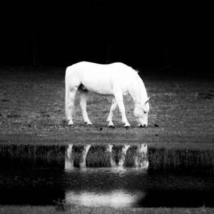 Reflecting Meadow by Rachel Morrison