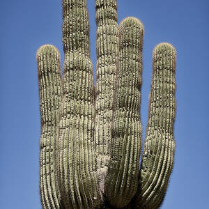 Saguaro 2 by Kelley King