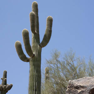 Saguaro 6 by Kelley King