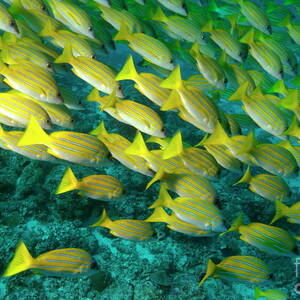 School of blue stripe snapper by Sami Sarkis Photography