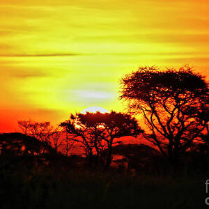 Serengeti Sunset by Bruce Block