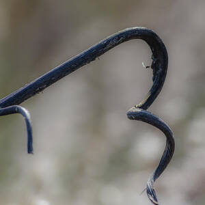 Simple Twists in Nature by Debra Martz Simple Twists in Nature by Debra Martz