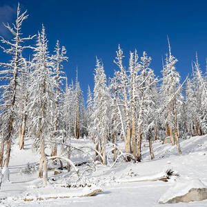 Snowy Trees by Kelley King