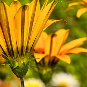 Spring Flowers by Kelley King