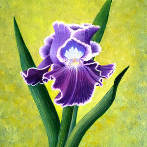 Spring Iris by Sarah Irland