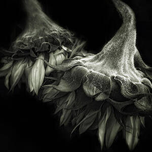 Sunflower Tango by Jessica Jenney