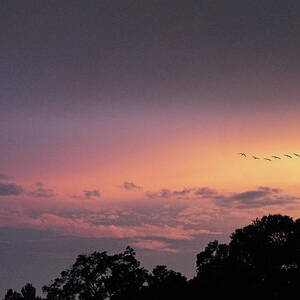 Sunset Flight by Jessica Jenney Sunset Flight by Jessica Jenney