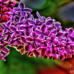 The Lilac by William Norton