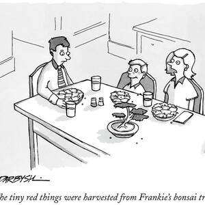 The tiny red things were harvested from Frankies bonsai tree by Covert C Darbyshire