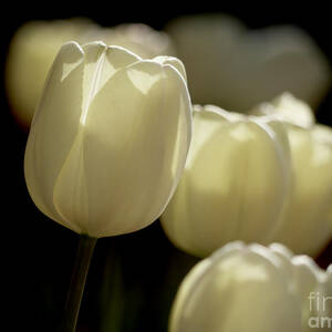 Tulips in Light by Rachel Morrison