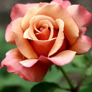 Tuscan Sun by Gina Fitzhugh Tuscan Sun by Gina Fitzhugh