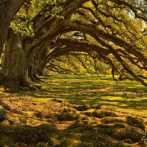 Vacherie Magnificent Oaks by Adam Jewell Vacherie Magnificent Oaks by Adam Jewell