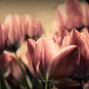 Vintage Tulips by Jessica Jenney