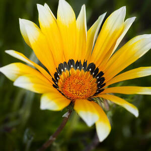 Yellow Fellow by Kelley King