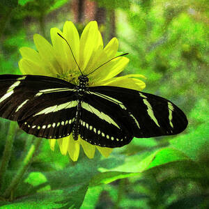 Zebra Longwing by Mary Lee Dereske
