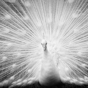 Closeup Of A White Peacock With Its #1 by Laura Diez