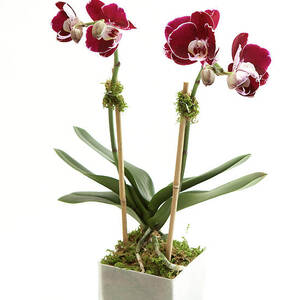 Orchid Flower Arrangement #1 by Ben Bloom Orchid Flower Arrangement #1 by Ben Bloom