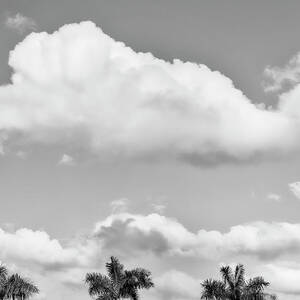 Palm Trees And Clouds #1 by Laura Diez