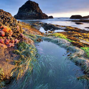 Seal Rock State Recreation Site, Or #1 by Roland Gerth