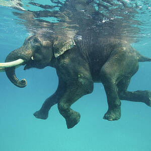 Swimming Elephant #1 by Mike Korostelev Www.mkorostelev