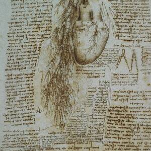 The Heart And The Bronchial Arteries by Leonardo Da Vinci