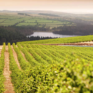 Vineyard At Sunset #1 by Lockiecurrie