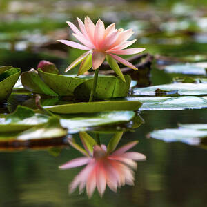Water Lily #1 by Laura Diez