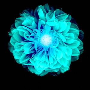 X-ray Like Image Of A Flower #1 by Chris Parsons X-ray Like Image Of A Flower #1 by Chris Parsons