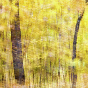 Fall Colors - Abstract Nature #14 by Shankar Adiseshan