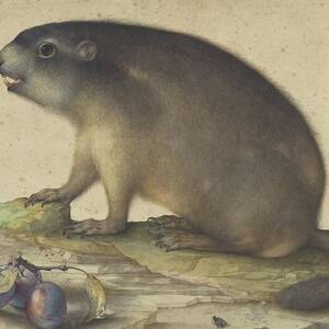 A Marmot With A Branch Of Plums by Jacopo Ligozzi