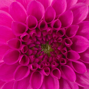 Dahlia #2 by Vidok