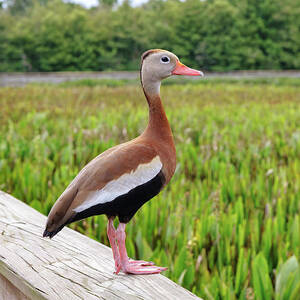 Florida, Boynton Beach, Green Cay Nature Center & Wetlands, Black-bellied Whistling-duck #2 by Laura Diez