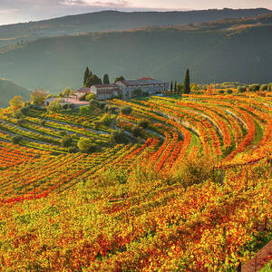 Italy, Veneto, Verona District, Valpolicella, Fumane, Typical Landscape, Vineyards #2 by Olimpio Fantuz