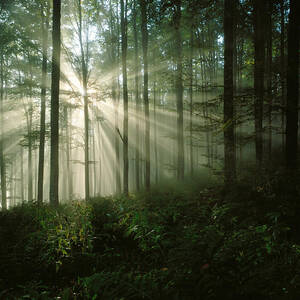 Sun Bursting Through Trees #2 by Giovanni Simeone