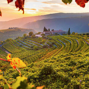 Veneto, Typical Landscape, Vineyards #2 by Olimpio Fantuz