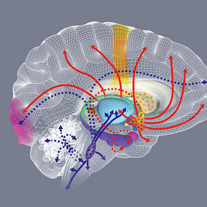 Brain Activity During Rem Sleep #5 by Fernando Da Cunha / Science Photo ...