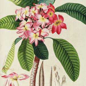 Plumeria by Georg Dionysius Ehret