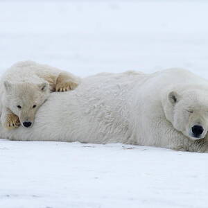 Polar Bear, Wildlife Refuge, Alaska #3 by Bernd Rommelt