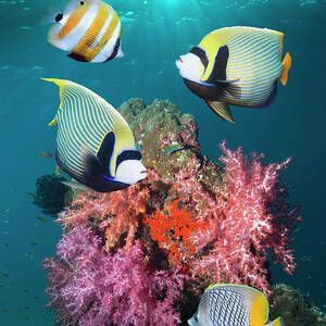Tropical Coral Reef Fish #3 by Georgette Douwma