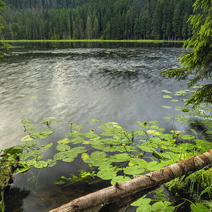Lake Grosser Arbersee Nature Reserve #4 by Reinhard Schmid